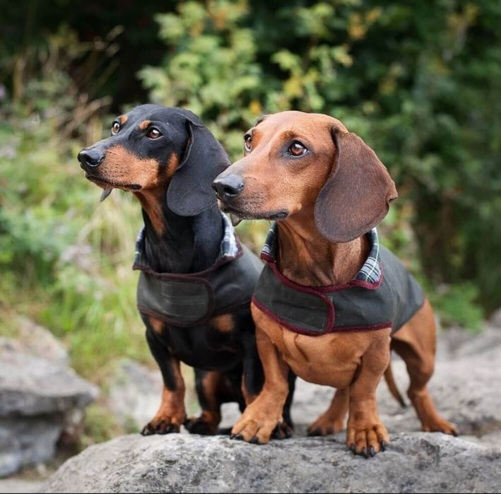 Цуценя з добрим серцем шукає господаря!