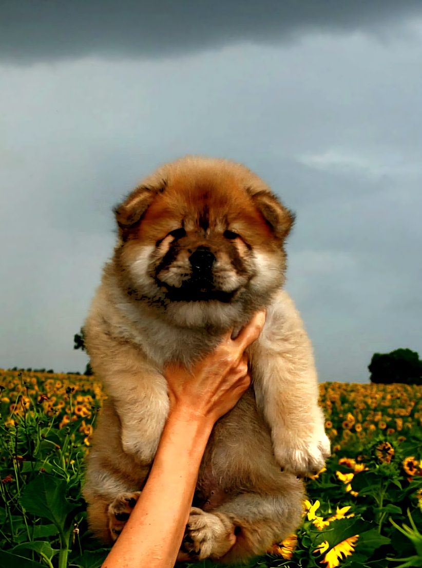 Samiec chow chow