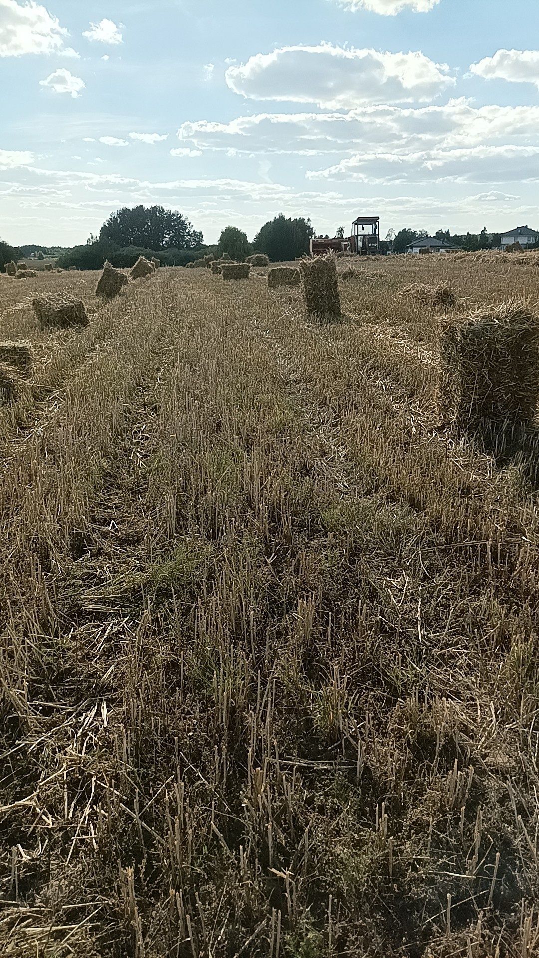 Siano słoma w kostkach presaki ładne suche