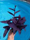Trzykkrotka tradescantia palladia purple heart