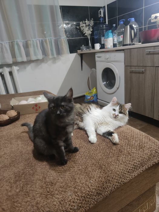 Віддам котика 1 рік