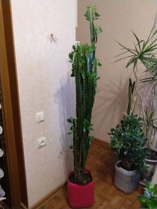 Кактус  кімнатний