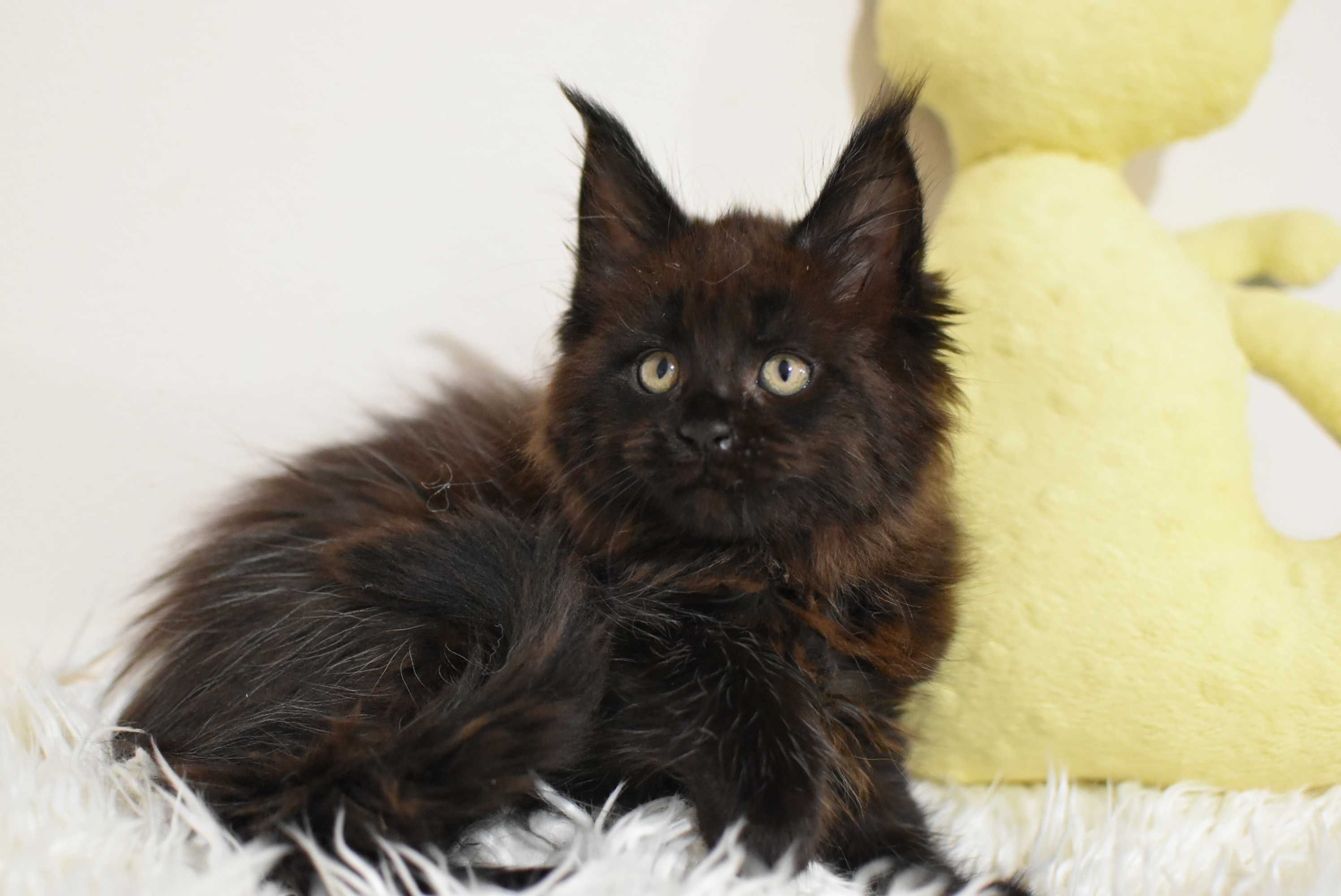 Kocurek Maine Coon /Rodowód FPL/Gotowy do odbioru