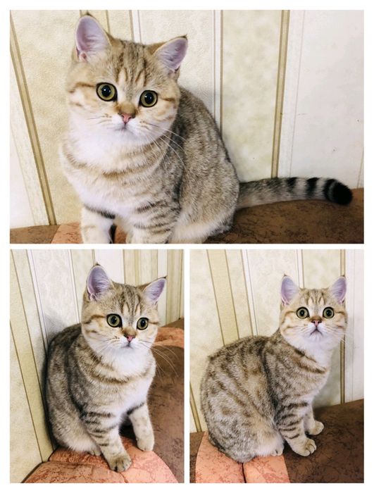 Золоті кошенята. Шиншилла. Котик. Кішечка.