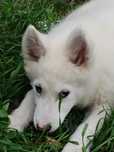 Łajka jakucka nie samoyed nie owczarek nie border