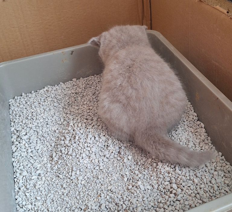 Fêmea  scottish straight