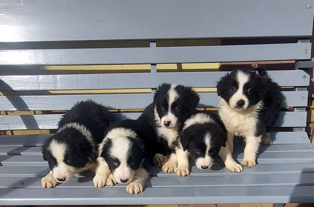 Border collie szczeniak!