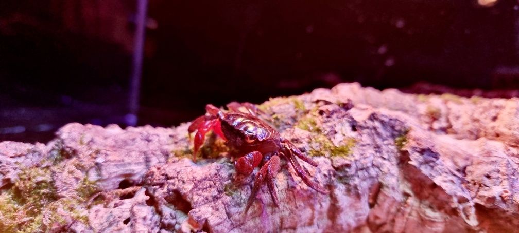 Krab mangrowy (Sesarma mederi)
