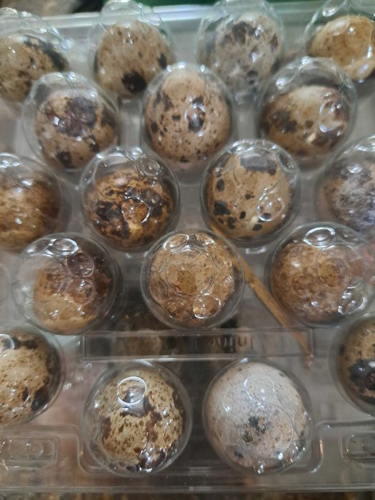 Jajka konsumpcyjne przepiórek wysyłka