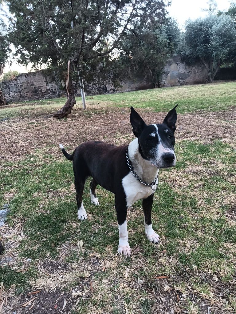 Cãozinho para adoção