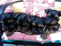 York Yorkshire terrier Szczeniaki