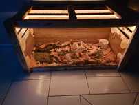 Terarium dla żółwia lądowego