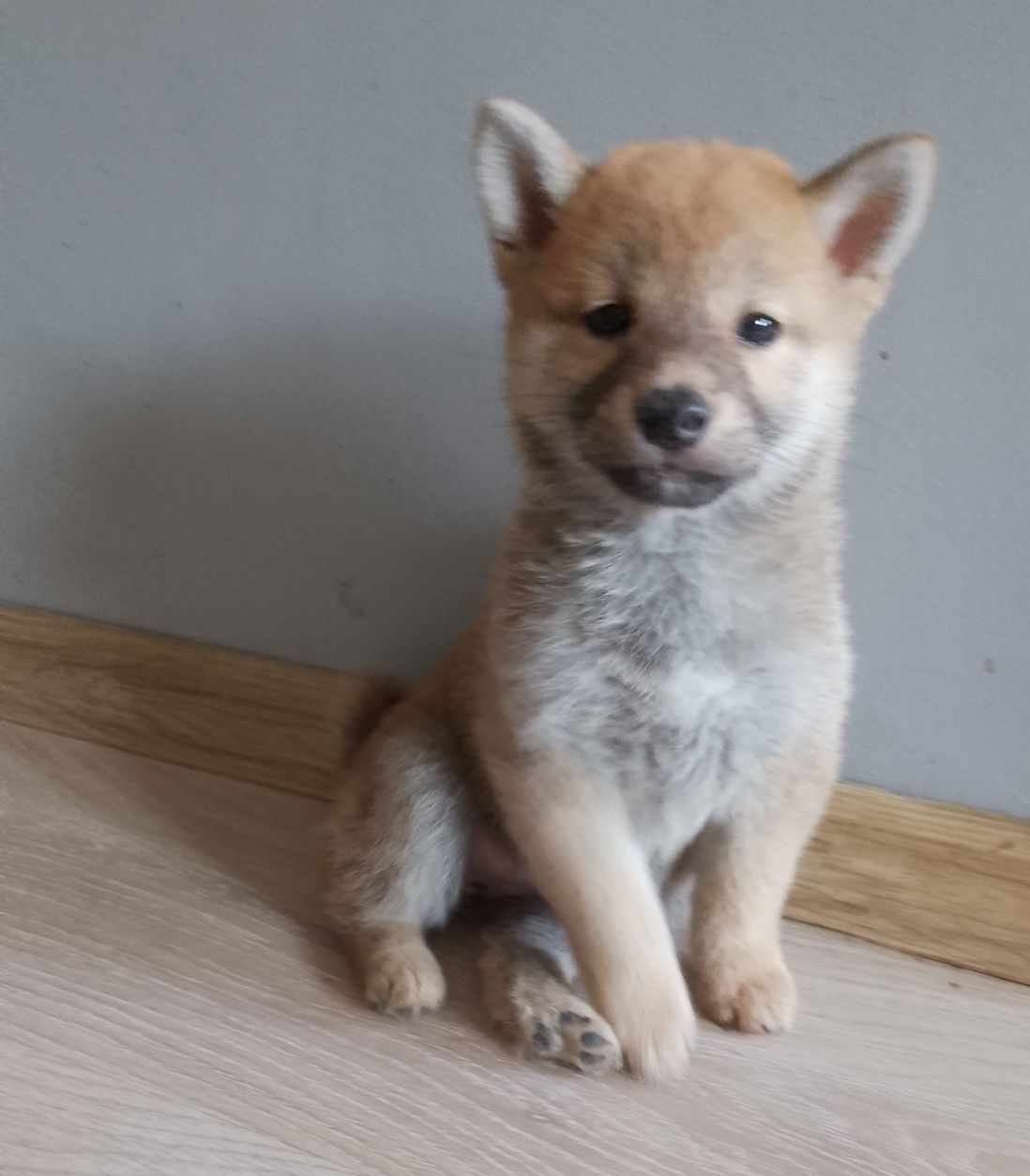 Shiba Inu suczka gotowa do odbioru