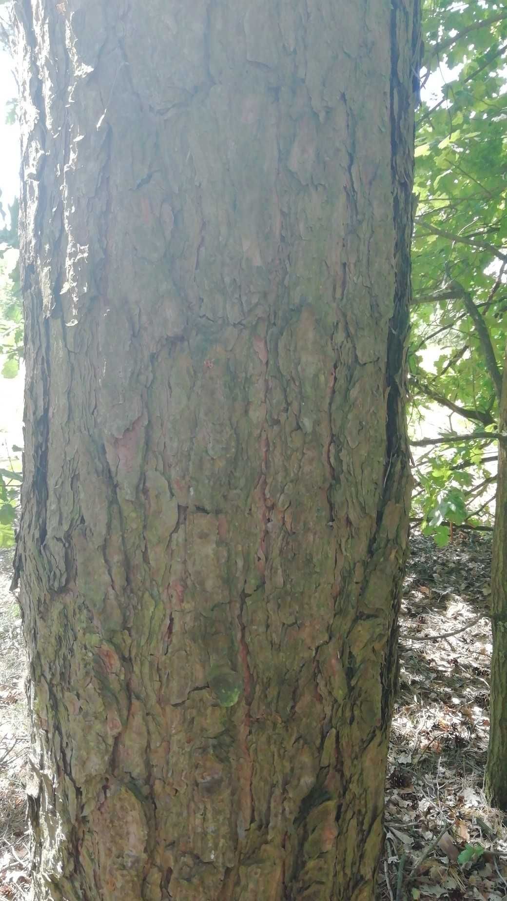 Drzewo sosnowe na koźlinę i opał