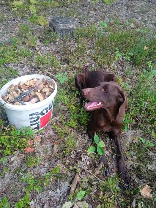 Курцхаар у добрі руки