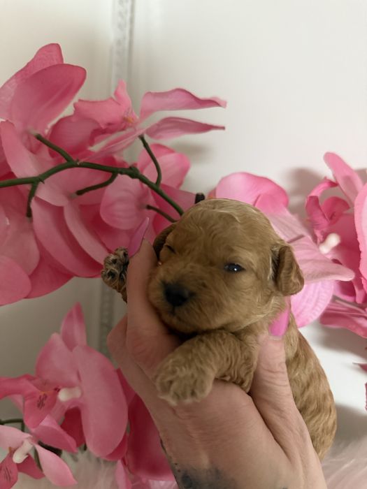 Suczka pudel toy , po rodzicach toy