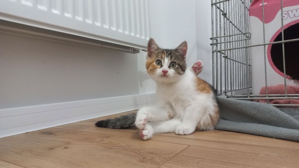 Młode koty kociaki szukają domu niekupujadoptuj miziaki rodzeństwo