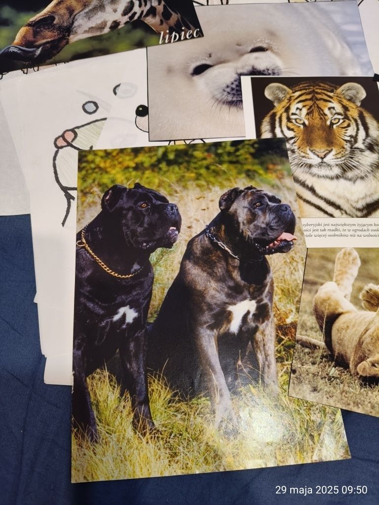 Karty obrazkowe flashcards zwierzęta Animals SP English kolekcja zesta