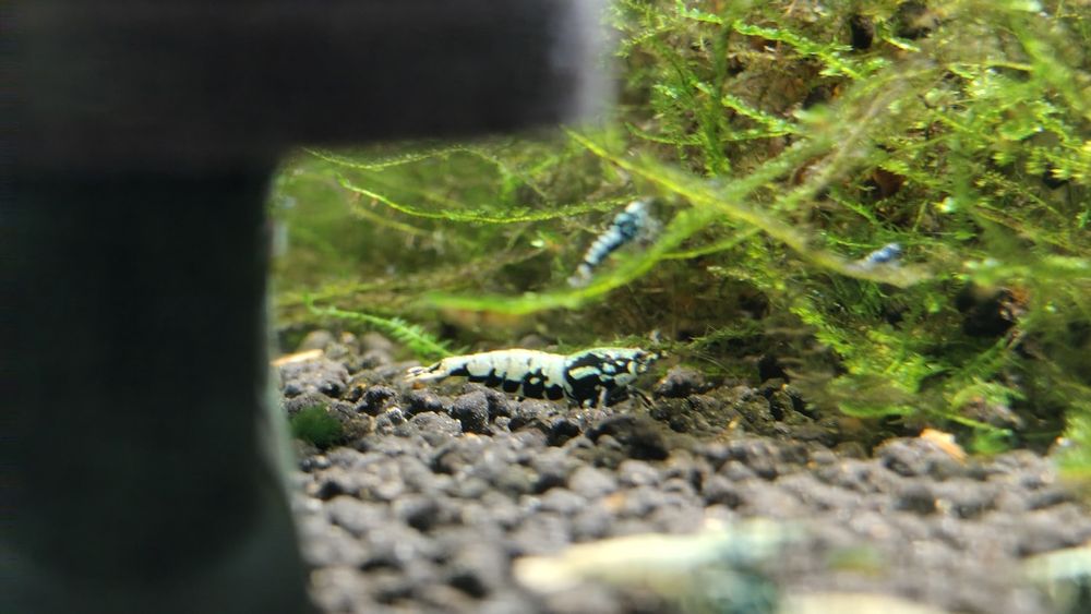 Krewetki Galaxy Black Caridina