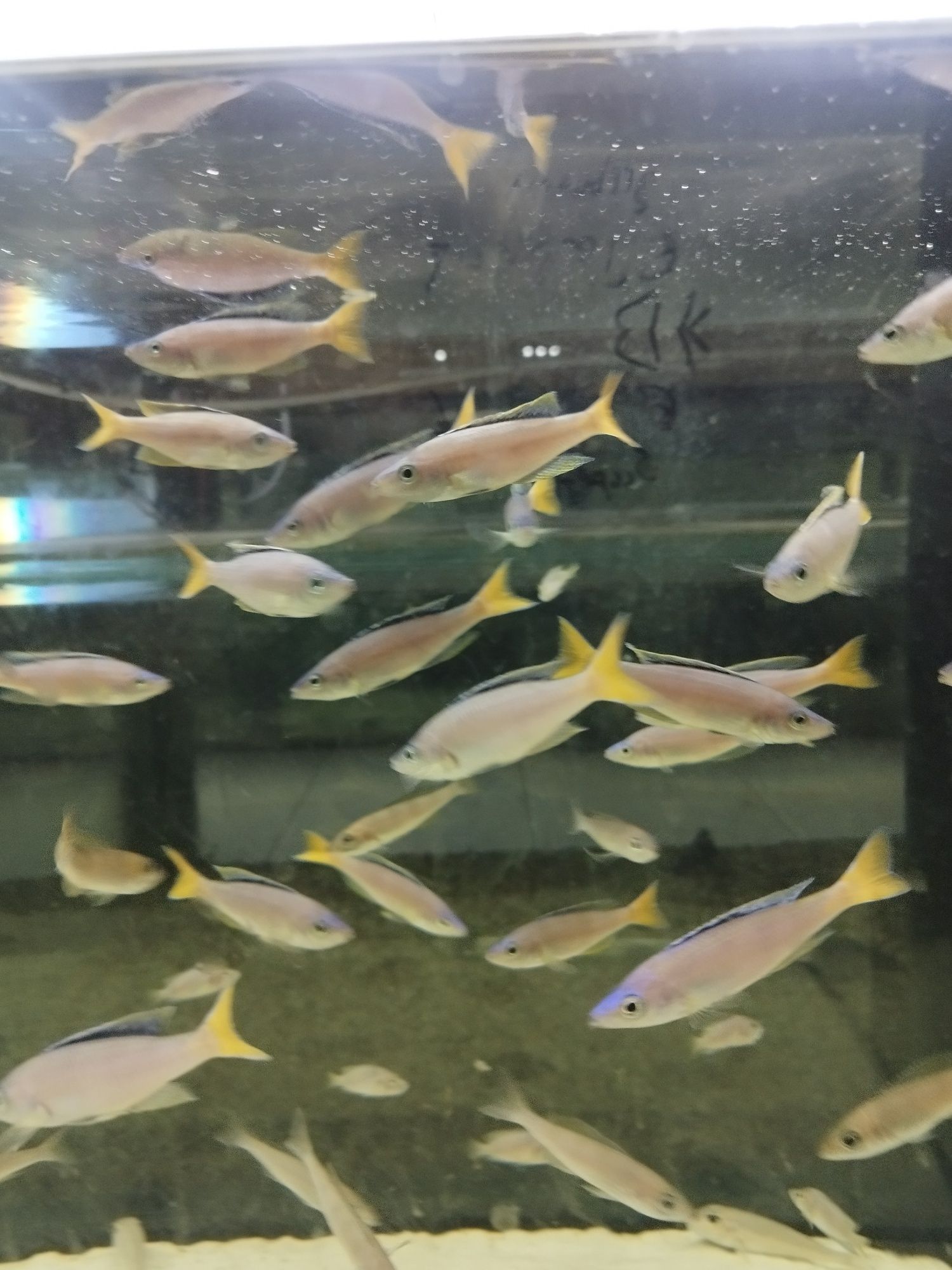 Cyprichromis sp. Leptosoma Mpulungu tanganika