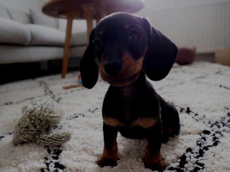 Дуже чудова красуня.