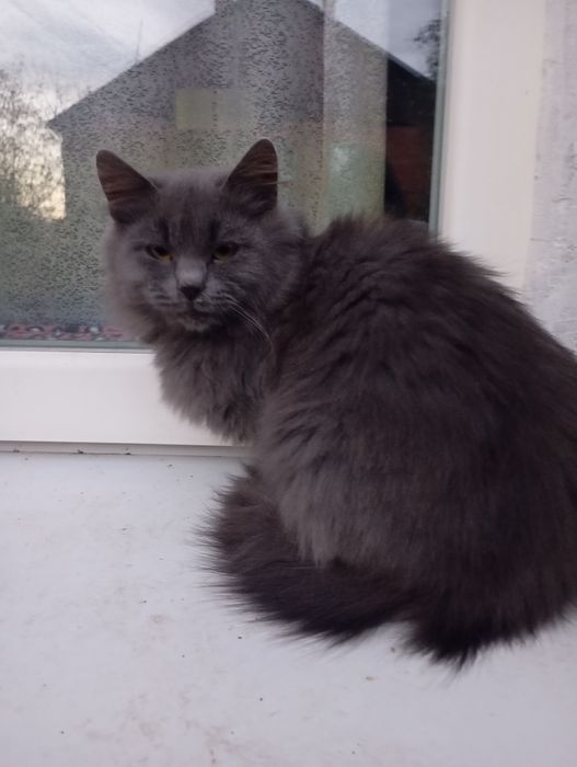 Дівченка небелунга