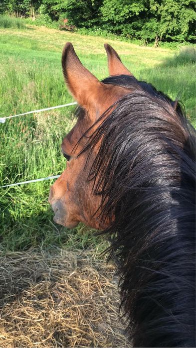 Dzierzawa konia arabskiego