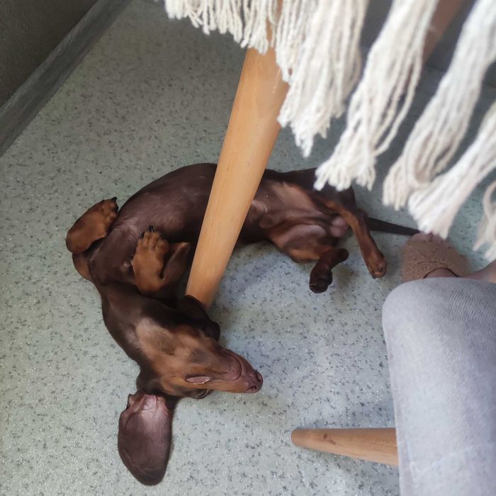 Отдам агрессивную собаку