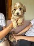 Szczeniak Piesek Maltipoo