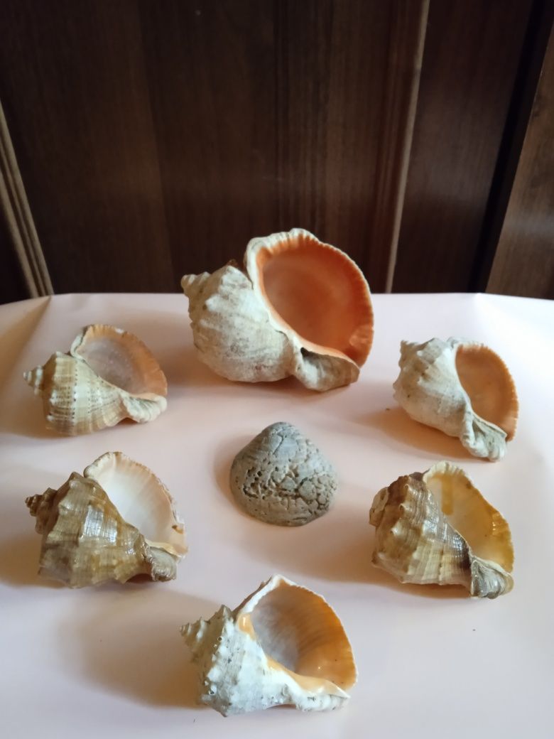 Морские ракушки, перешлю Укрпочтой