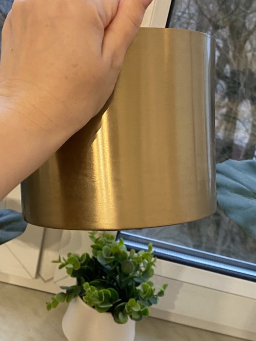 Złota dinoczka homla