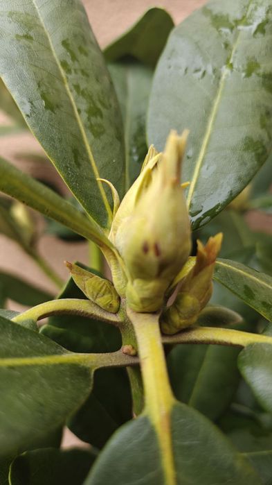 Рододендрон гібридний Нова Зембла 
(Rhododendron Nova Zembla)