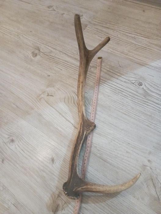 poroże jelenia 48cm