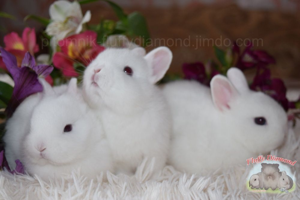 Мини ангелочки. Порода гермелин. Карликовый крольчонок. Белый кролик