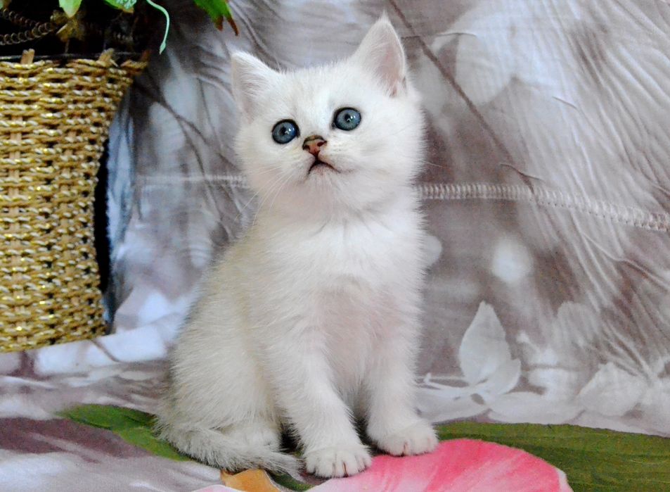 Котята серебристые шиншиллы