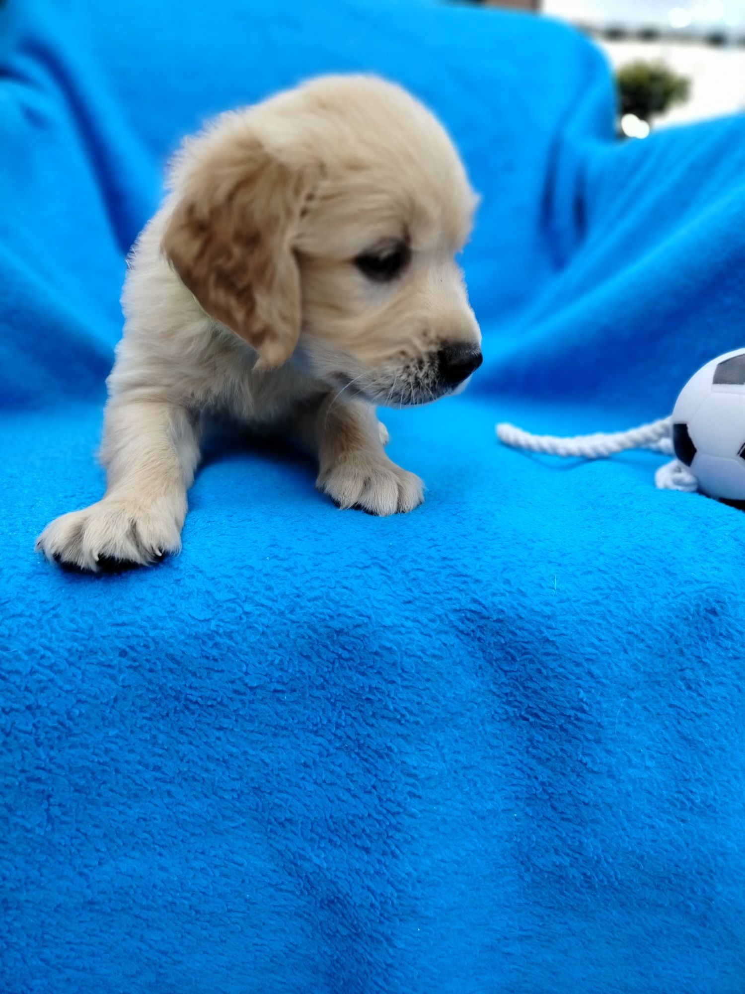 Golden Retriever piesek ZkwP FCI