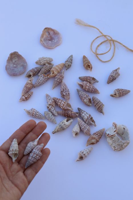 Conjunto 32 búzios e 3 conchas