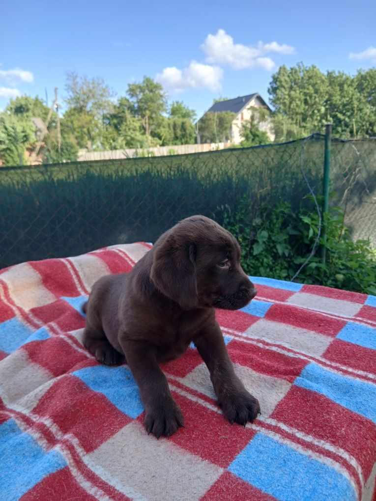 Sprzedam szczeniaka labradora
