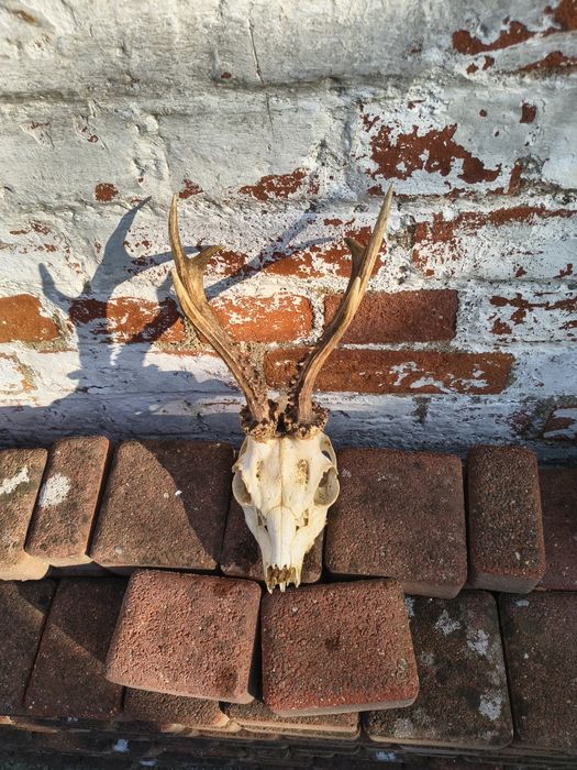 Poroże koźiołka z czaszką.