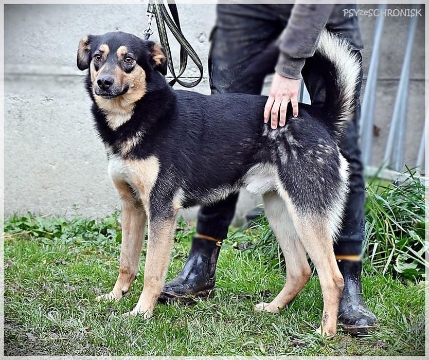 HIPEK dwuletni wdzięczny i łagodny piesio