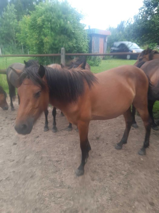 Klacz gniada urodzona 22.05.2021