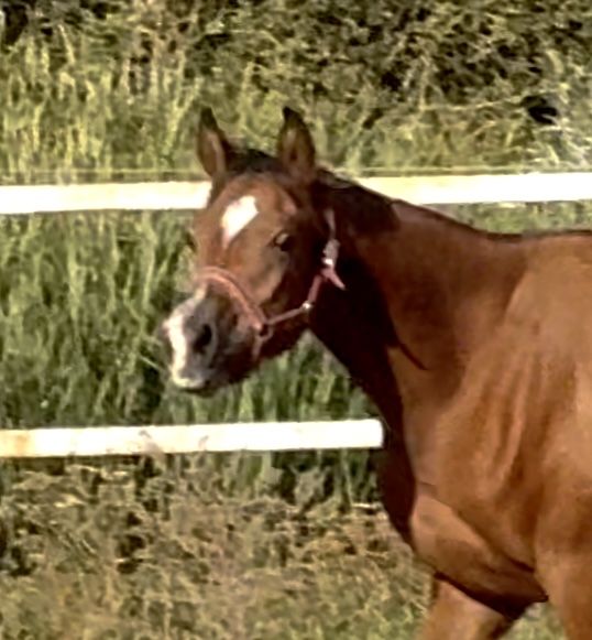 Klacz arabska -  Sanago / Wadis