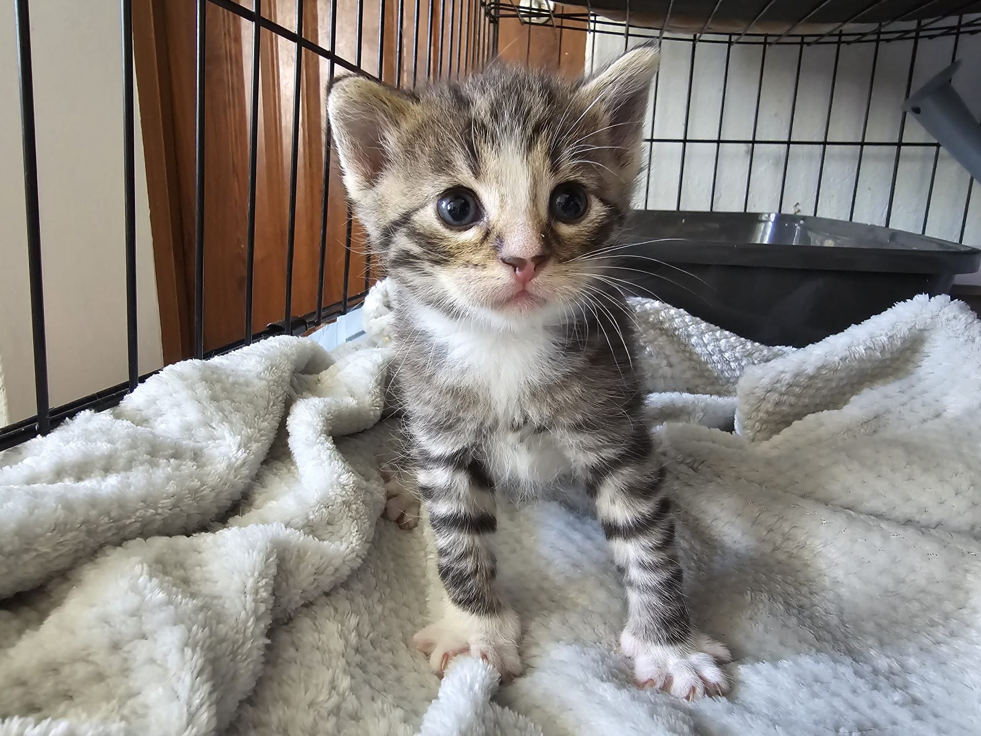 Maluchy do adopcji