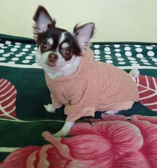 Ceplutka bluza na zimę sztuczny miś w rozmiarze S jak M