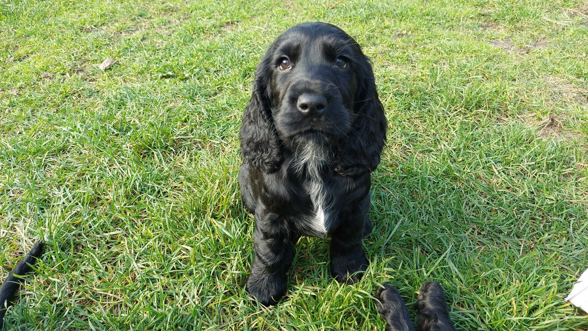Cocker Spaniel Angielski - Czarne Cuda