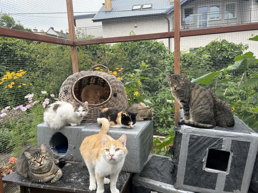 100 kotów bez domów
