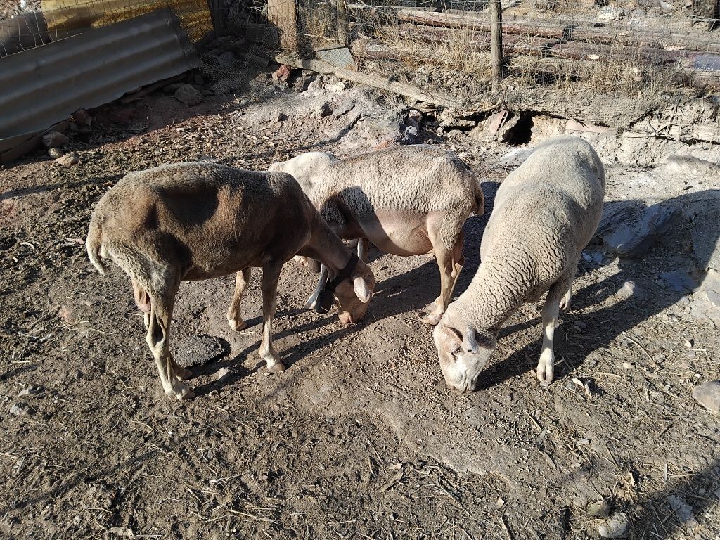 Ovelhas e um carneiro