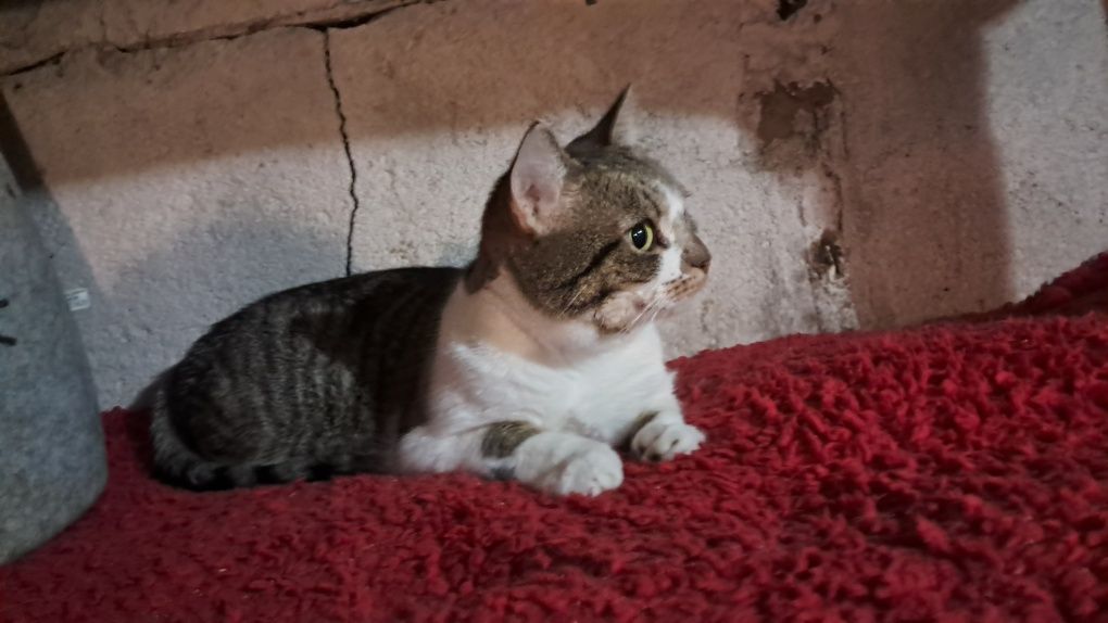 CLEO cudowna 2letnia koteczka szuka domu