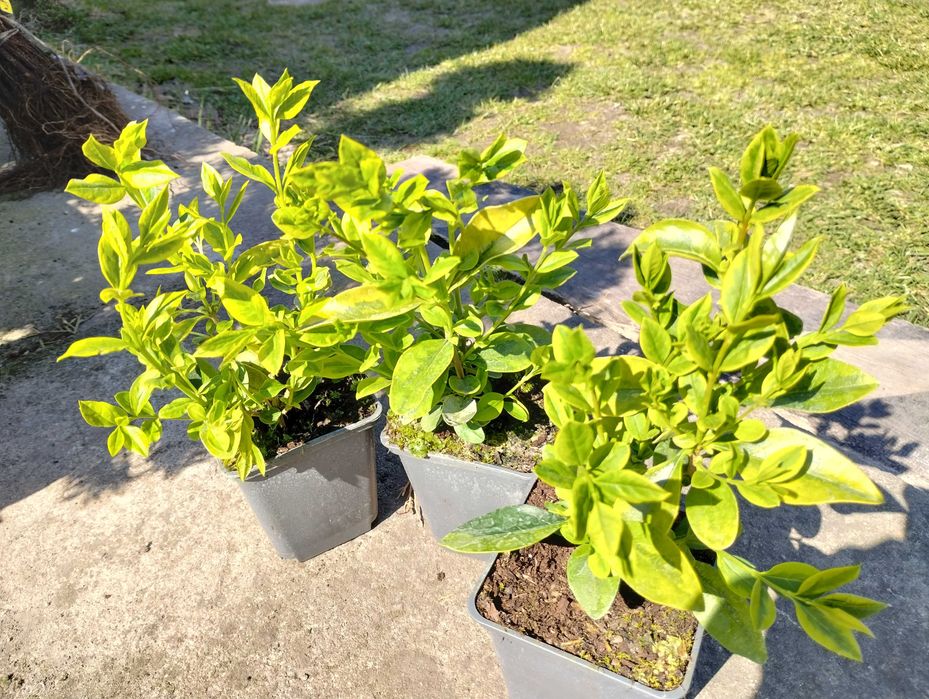 kolorowy ligustr Aurerum młode sadzonki doniczka p9