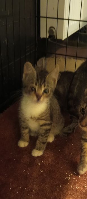 2miesieczna kotka szuka domu niewychodzącego